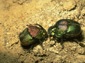 Dung Beetle wallpaper
