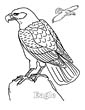 Eagle coloring page