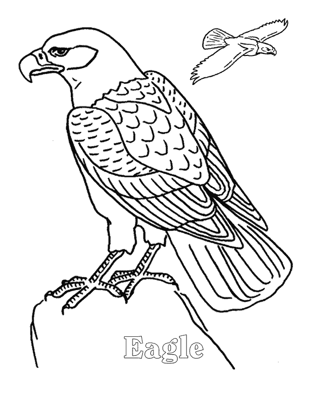 free Eagle coloring page