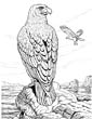 Eagle coloring page