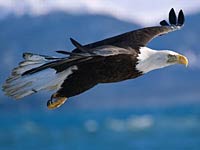 Eagle image