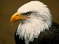 Eagle image