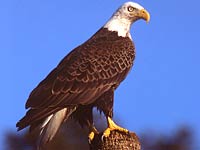 Eagle image