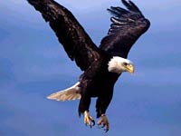 Eagle image