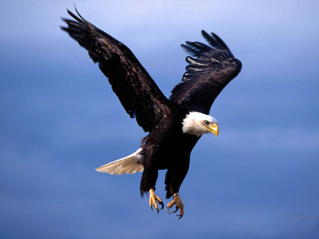 free Eagle wallpaper wallpapers download