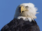 eagle free wallpaper