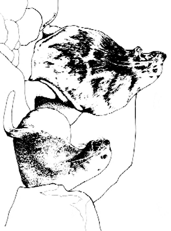 free Eared Seal coloring page