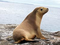 Eared Seal