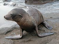 Eared Seal image