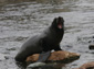 eared seals