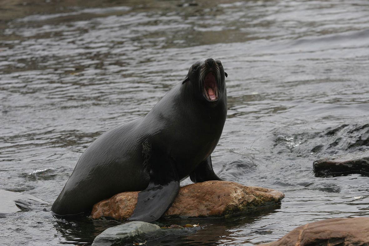 free Eared Seal wallpaper wallpapers download