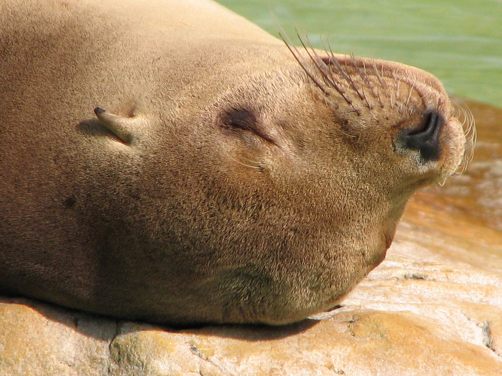 free Eared Seal wallpaper wallpapers and background