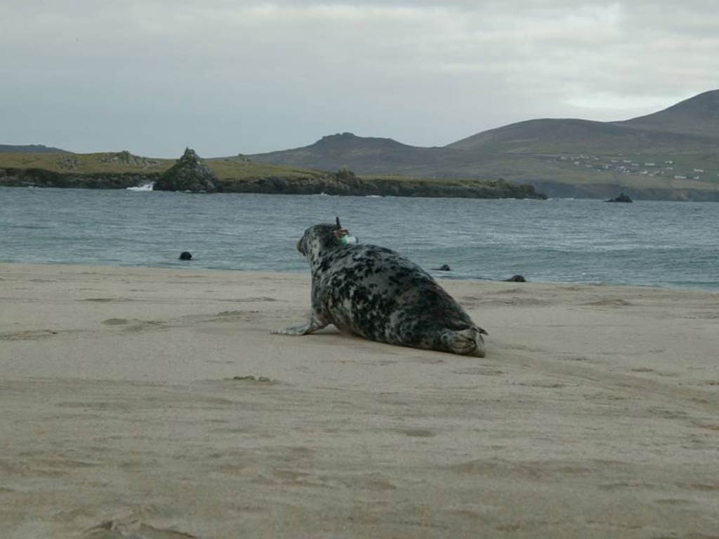 free Eared Seal wallpaper wallpapers download