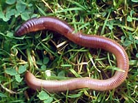 Earthworm - Animals Town