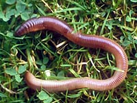 Earthworm image