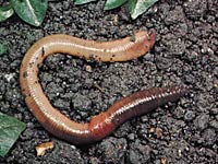 Earthworm picture