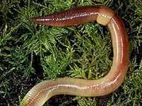 Earthworm image