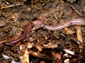 Earthworm wallpaper