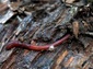 earthworm wallpaper