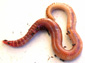 free earthworm wallpaper