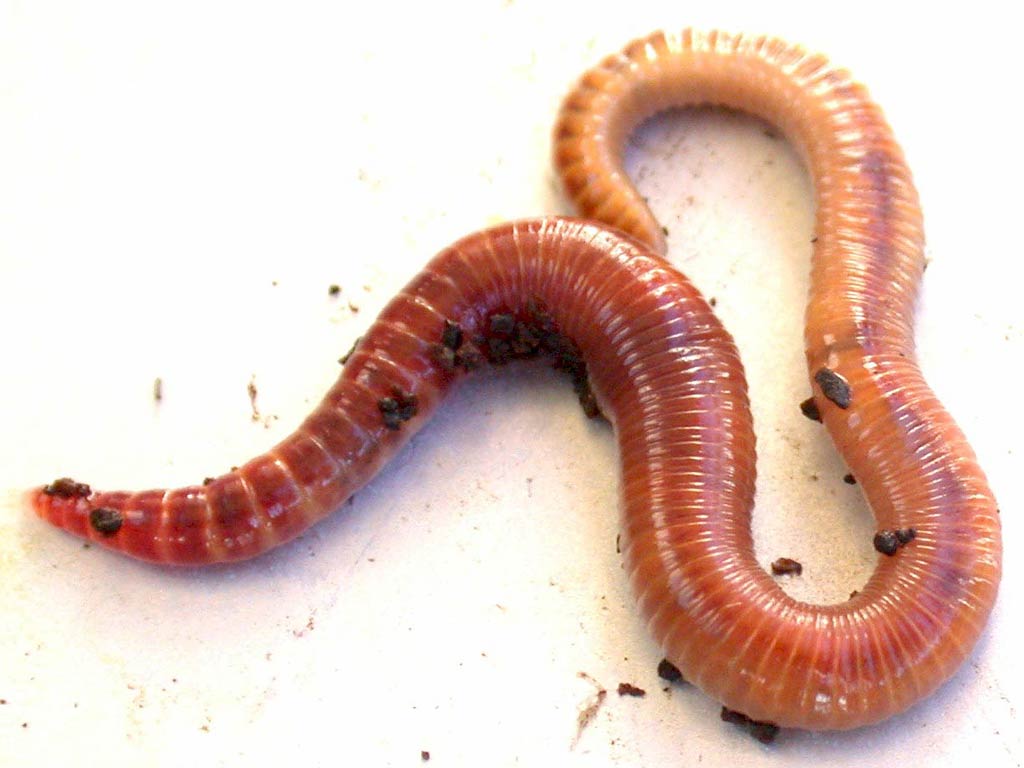 free Earthworm wallpaper wallpapers download