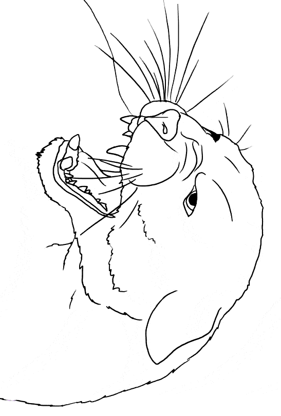 free Eastern Cougar coloring page