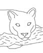 cougar coloring page
