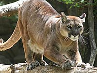 eastern puma facts