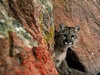Eastern Cougar photo