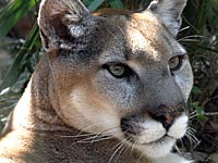 Eastern Cougar image