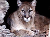 eastern cougar facts