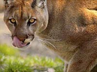 Eastern Cougar image