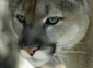 Eastern Cougar wallpaper