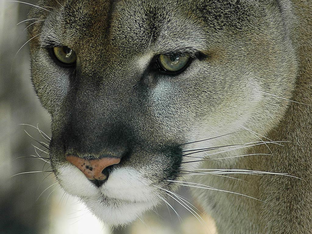 free Eastern Cougar wallpaper wallpapers download