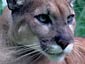 eastern cougar wallpaper