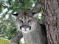 free eastern cougar wallpaper