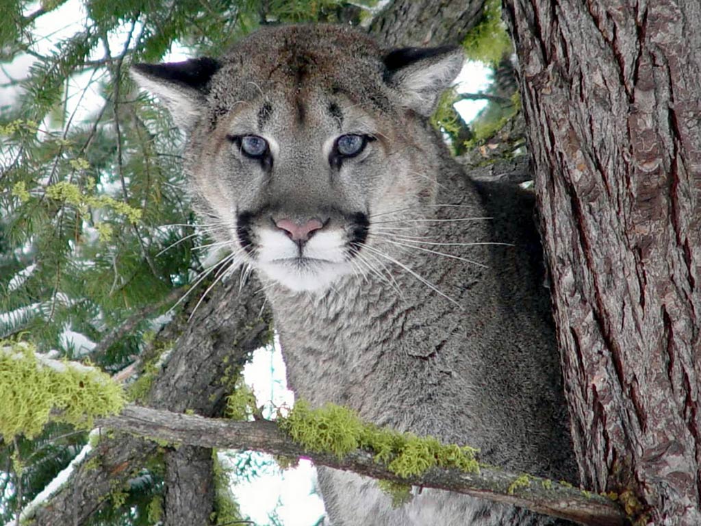 free Eastern Cougar wallpaper wallpapers download