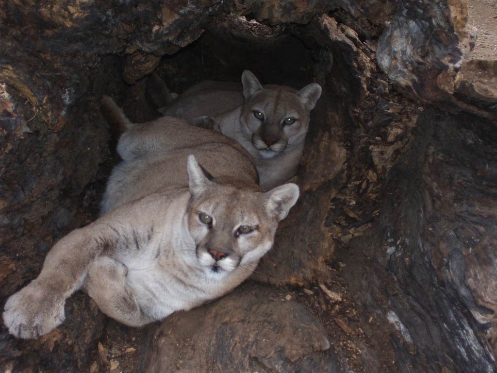 free Eastern Cougar wallpaper wallpapers and background