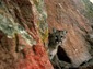 Eastern Cougar wallpaper