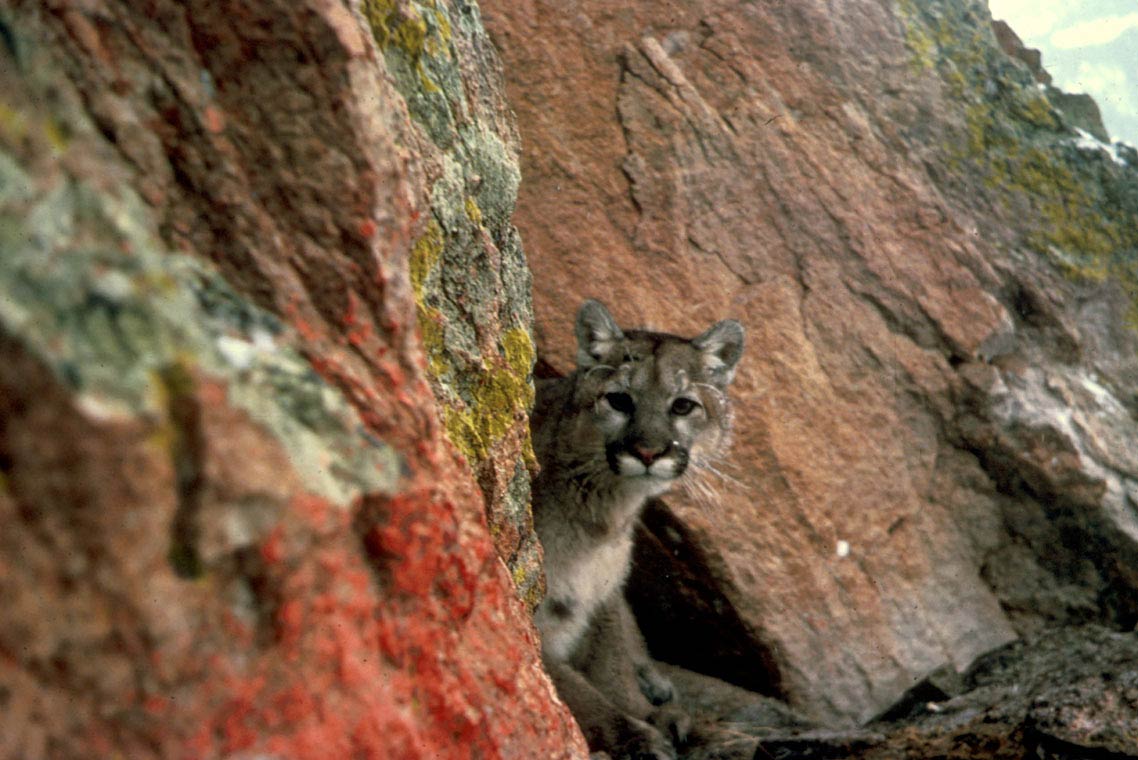 free Eastern Cougar wallpaper wallpapers download
