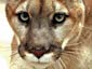 Eastern Cougar wallpaper