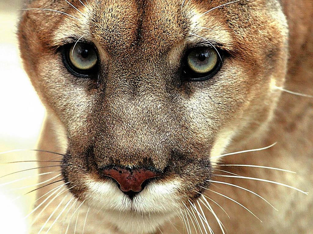 free Eastern Cougar desktop wallpaper wallpapers Desktop and Mobile