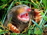 Eastern Mole image