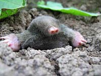 Eastern Mole image