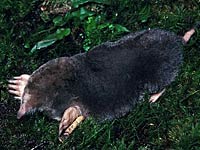 Eastern Mole picture
