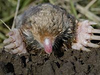 Eastern Mole image