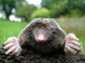 eastern mole