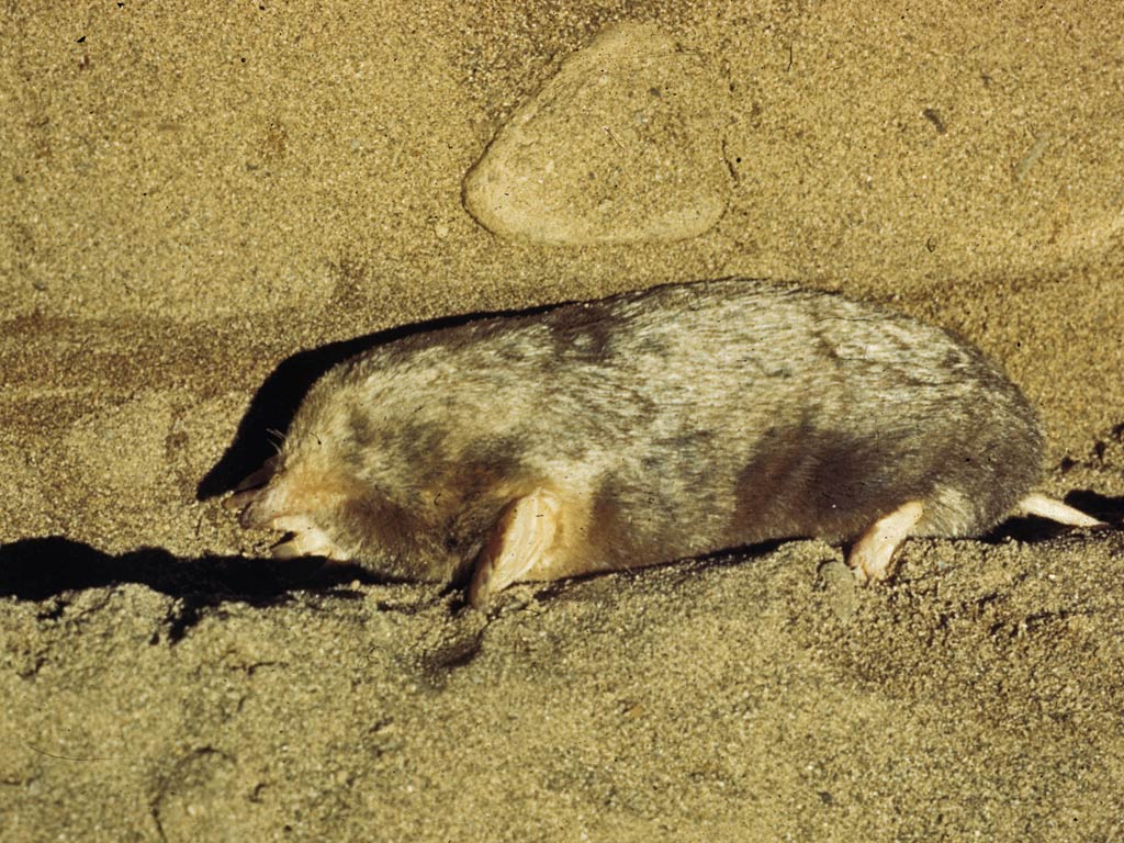 free Eastern Mole wallpaper wallpapers download