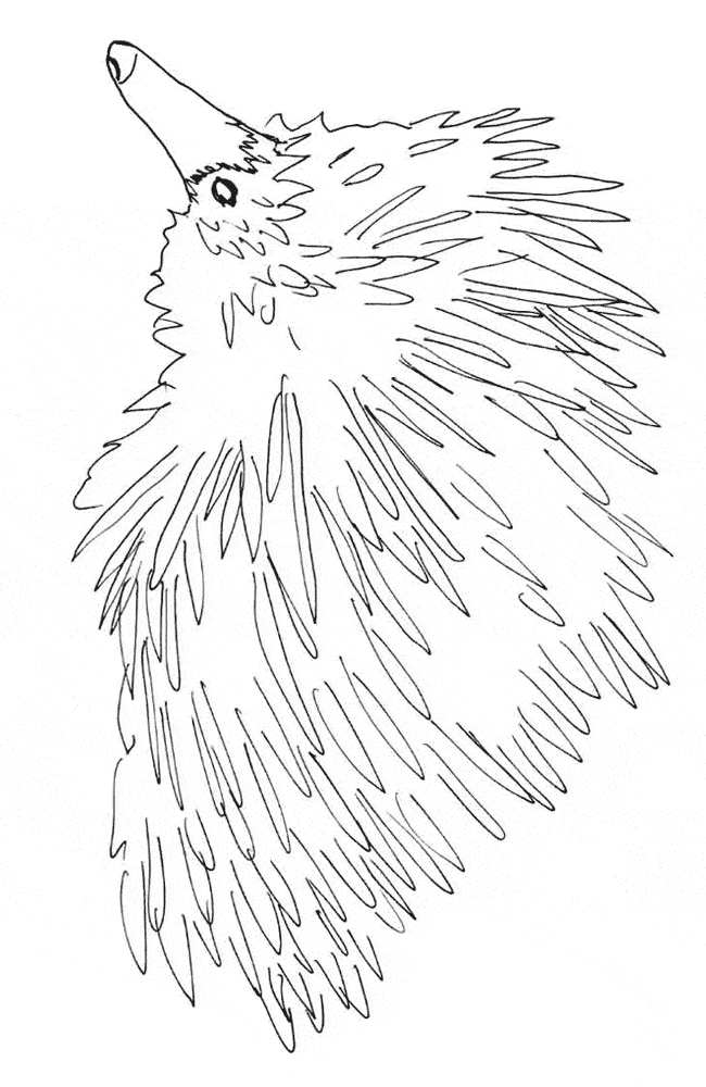 free Echidna coloring page