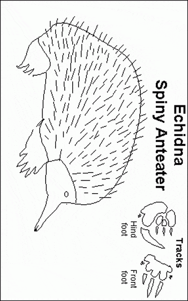 free Echidna coloring page